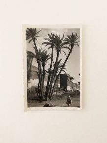 Photo vintage Palmeraie de Marrakech 50's