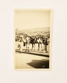 Carte postale ancienne avant 40 Maroc chameaux