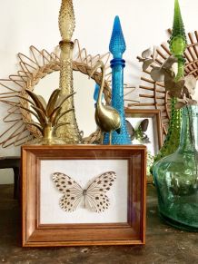 Cadre papillon naturalisé
