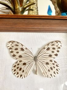 Cadre papillon naturalisé