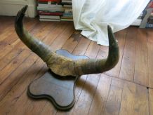 Trophée de chasse corne de taureaux socle bois 50cm env.