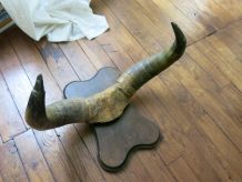 Trophée de chasse corne de taureaux socle bois 50cm env.
