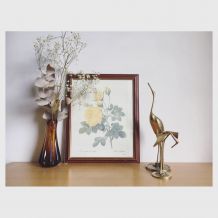 Tableau reproduction P.J. Redouté