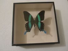Papillon Blumei Iles Celebes encadré