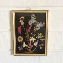 Cadre papillon herbier