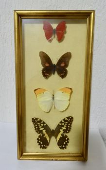 cadre papillons sous verre