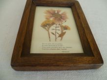 Cadre Fleurs séchées façon herbier vintage Bretagne