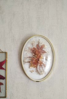 Cadre en verre bombé fleurs séchées (orchidées) 24cm 