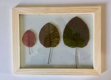 Herbier encadré 