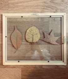 Herbier feuille d’automne 