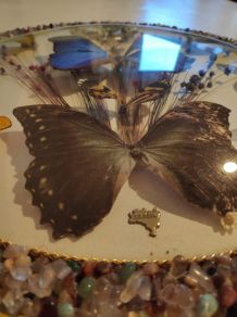 cadre rond bombé 11 papillons naturalisés du Brésil 