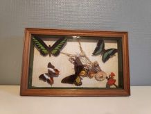 cadre rectangulaire 5 papillons naturalisés