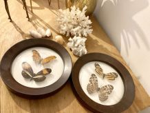 Lot de 2 cadres papillons naturalisés