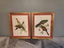 lithographies anciennes d'oiseaux de J Gould