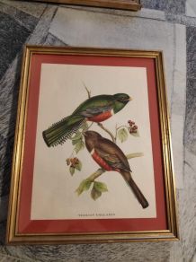 lithographies anciennes d'oiseaux de J Gould
