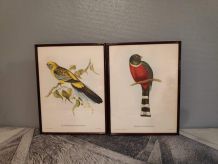 lithographies anciennes d'oiseaux J et E Gould