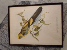 lithographies anciennes d'oiseaux J et E Gould
