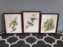 lithographies anciennes oiseaux signées Gould et Richter