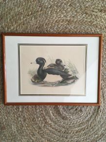 Gravure ornithologique encadrée.