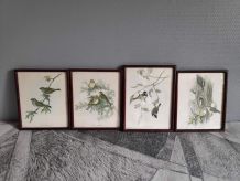 Lithographies d'oiseaux signées J. Gould 