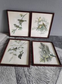 Lithographies d'oiseaux signées J. Gould 