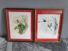lithographies oiseaux de J. Gould  avec cadre