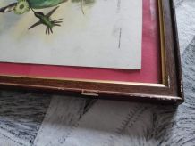lithographies oiseaux de J. Gould  avec cadre