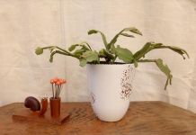 Porte piques à escargot en bois sculpté (vintage)