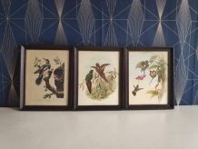 lithographies oiseaux Gould et Hart encadrement en bois