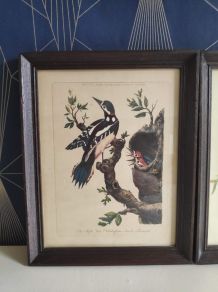 lithographies oiseaux Gould et Hart encadrement en bois