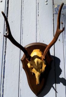 Massacre de cerf sur écusson