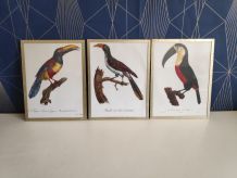 cadres lithographies oiseaux cadre doré