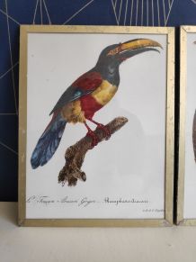 cadres lithographies oiseaux cadre doré