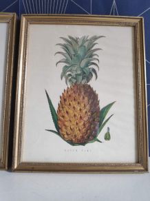 cadres lithographies fruits cadre doré