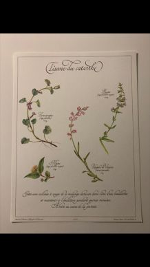 Planche botanique tisanes précieuse 