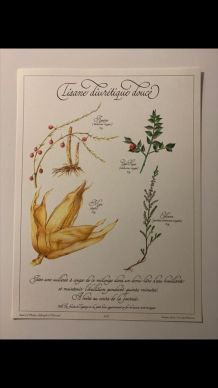 Planche botanique tisanes précieuse 