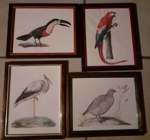 lot 4  illustrations sous cadres  en couleurs "Les oiseaux".