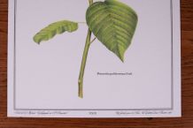 Lot affiches botanique