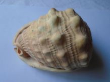 Coquillage 