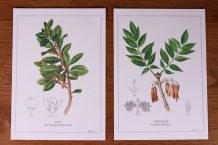 Lot 2 affiches botaniques
