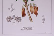 Lot 2 affiches botaniques