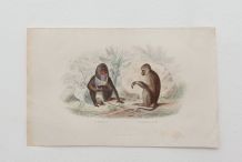  Lithographie gravure singe vintage - 1850