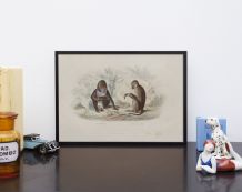  Lithographie gravure singe vintage - 1850