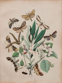  Lithographie gravure papillons vintage - 1850