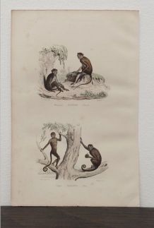 Lithographie gravure singes vintage - 1850