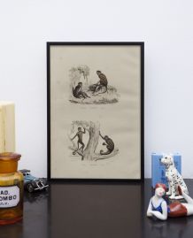 Lithographie gravure singes vintage - 1850