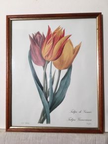 Reproduction de PJ REDOUTÉ « Tulipe de Gesner» 