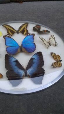 Cadre bombé papillon vintage