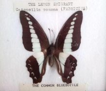 Cadre papillons naturalisés - Thailande