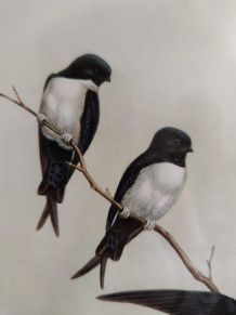 cadre hirondelles lithographie de J Gould et JC Richter